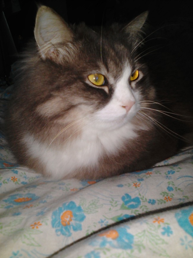 Мой кот Кекс. Софья М.