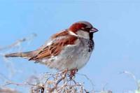 sparrow ***