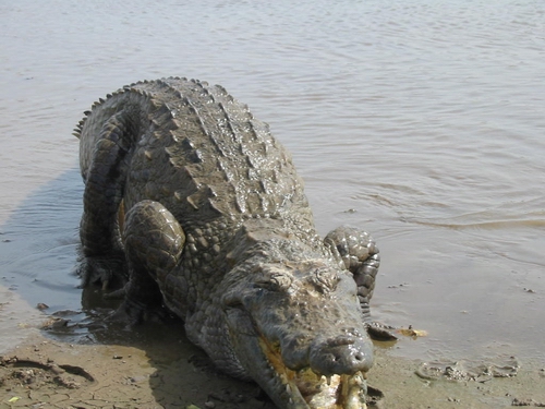 Крокодил Придворная Молочница