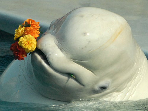 дельфин-белуха плюша