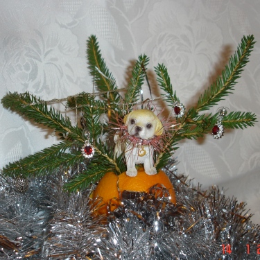 В год СОБАКИ миый пёс/ апельсинчик нам принёс! :) Юлия_Шилова