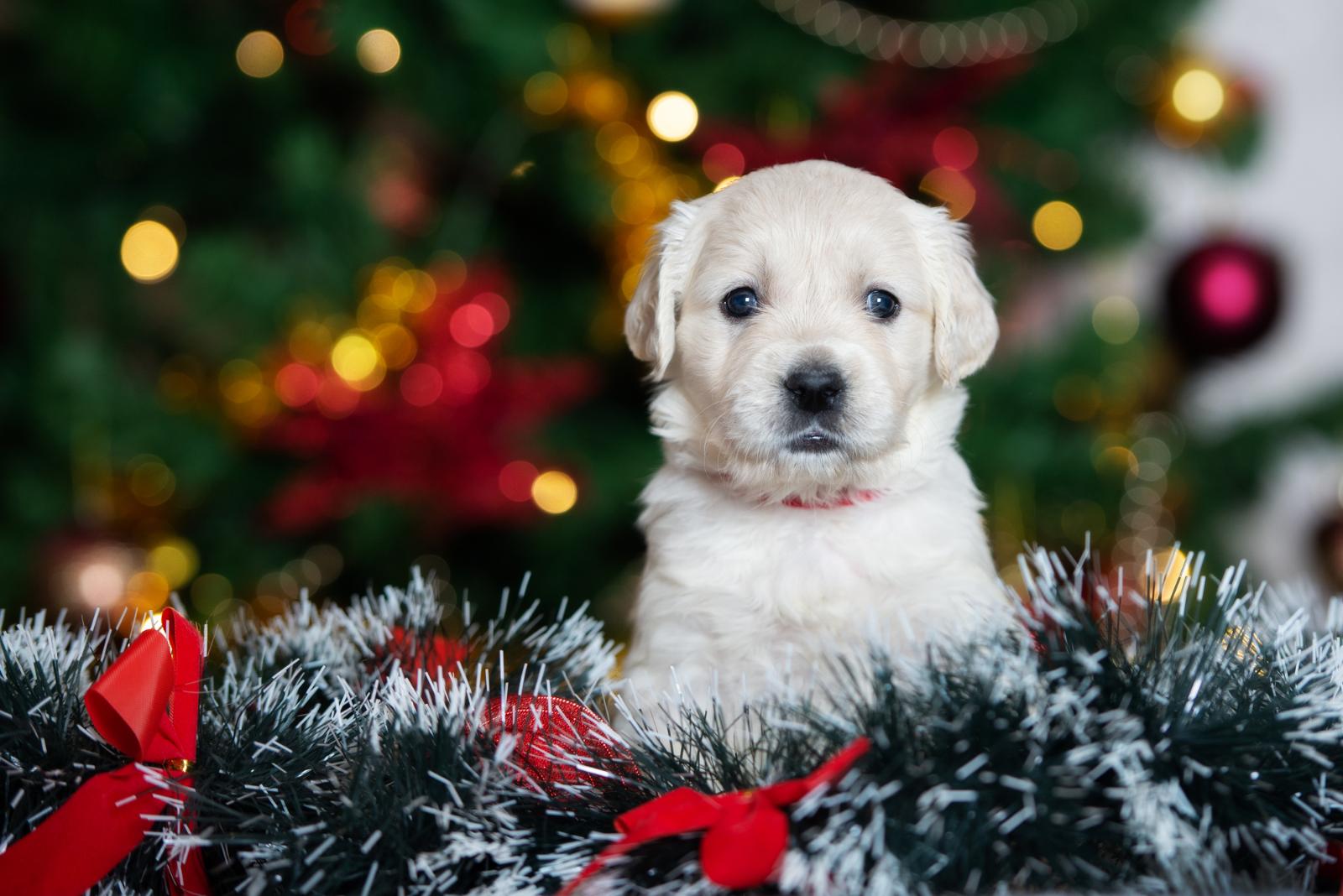 Гав-гав под елкой: почему не стоит покупать собаку в качестве подарка на Новый год