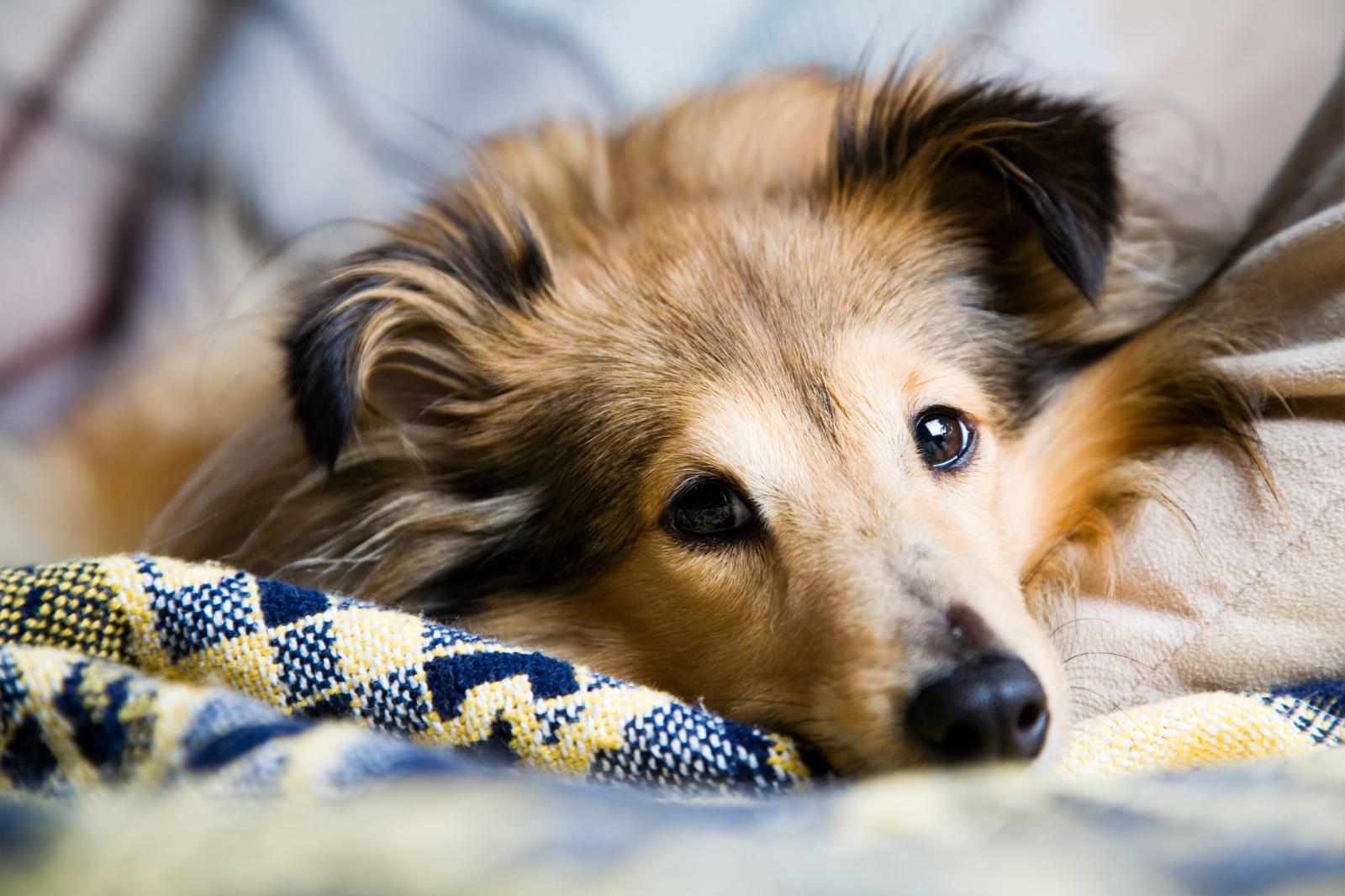 Собака-бояка: эксперты назвали 5 самых распространенных собачьих фобий