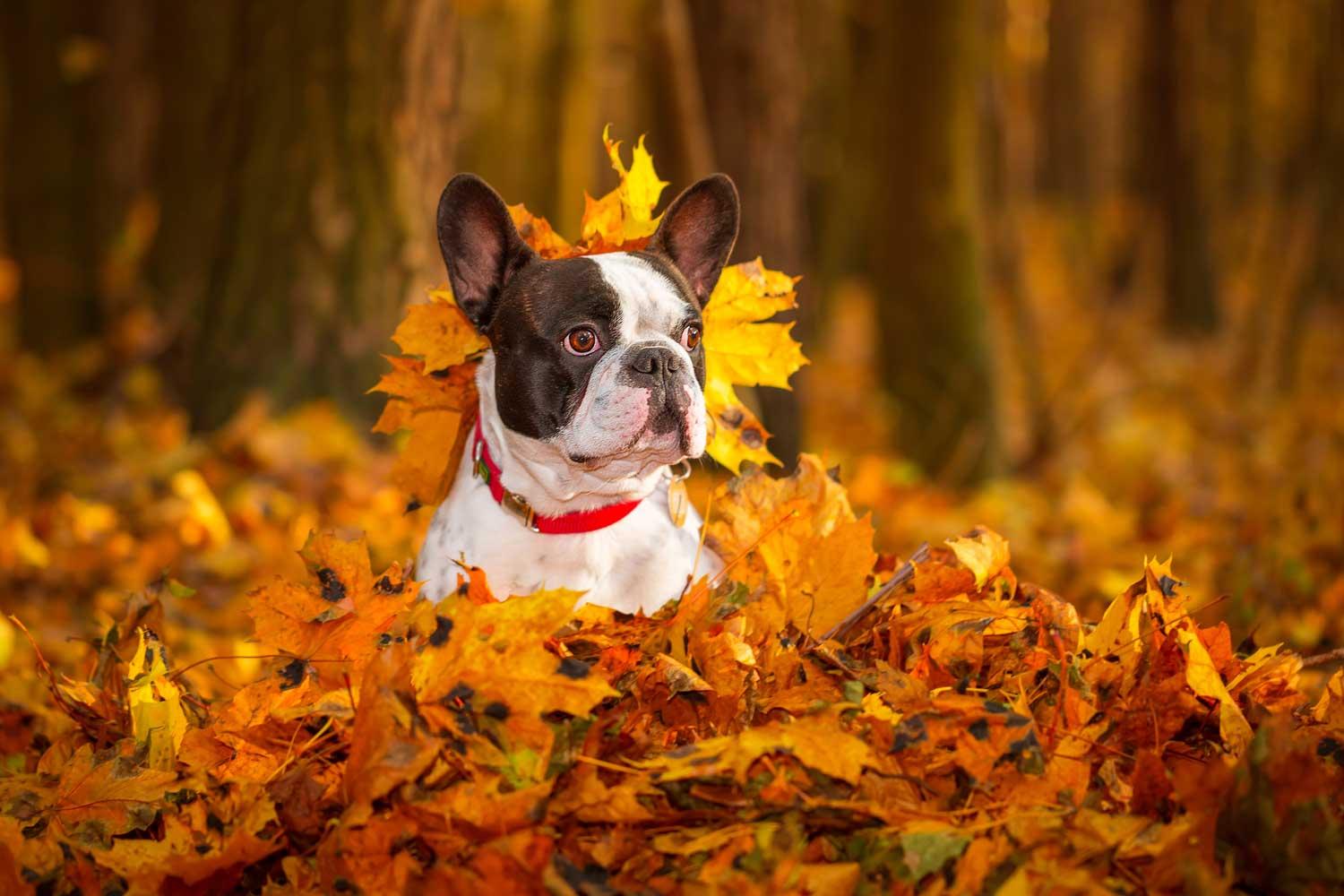 Собака-сентябряка: какую опасность таят в себе осенние листья
