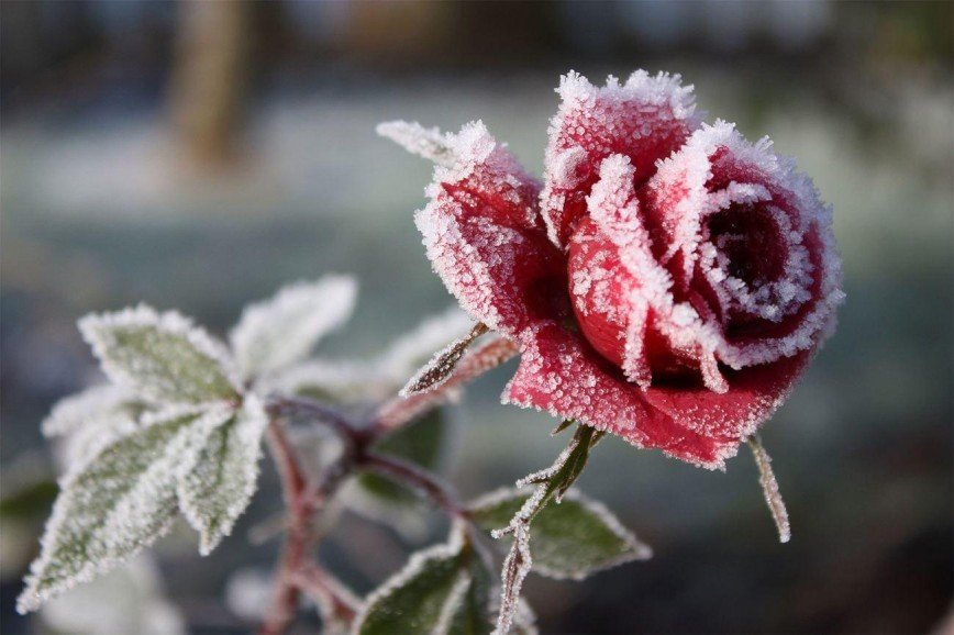Ледяные розы и музыка из молний: в метро женщин поздравят с 8 марта