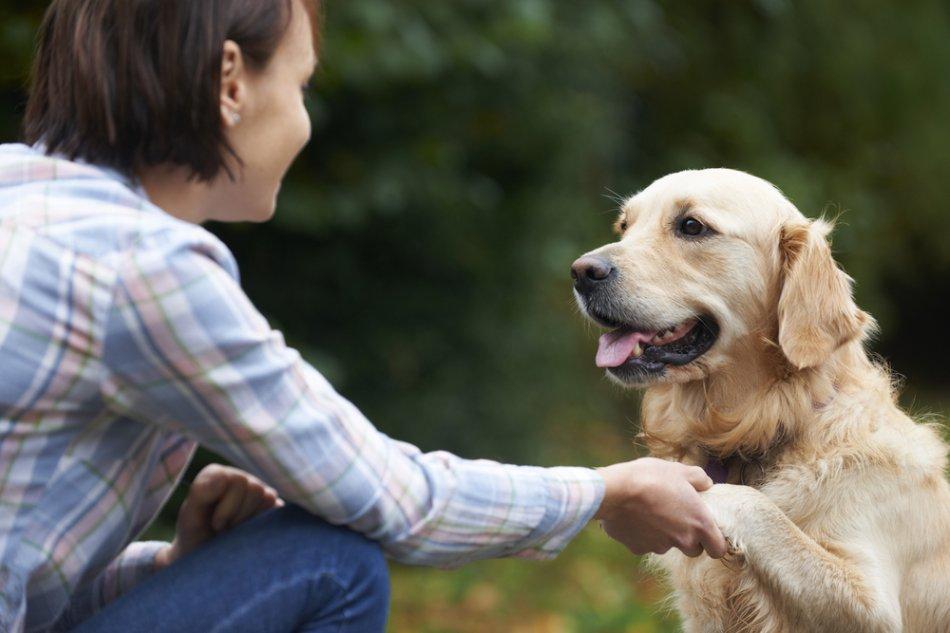 Важно понимать, что смена дома и хозяина — колоссальный стресс для собаки