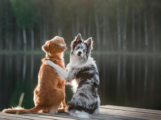Друзьями для собаки могут быть как человек, так и другие животные