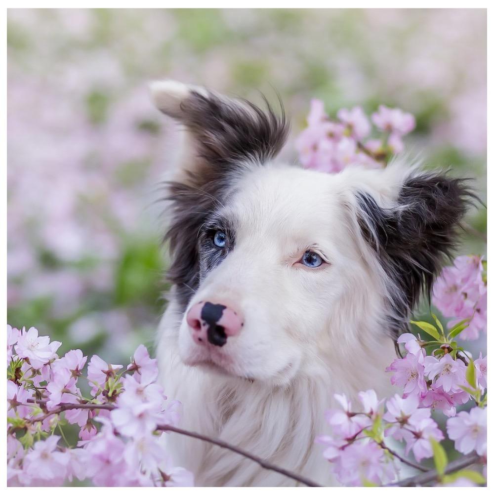 Как весна влияет на собак?