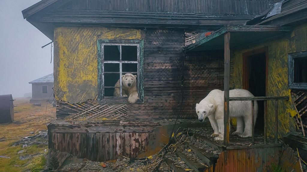 Тот самый снимок  «Медвежий дом», фото: Дмитрий Кох
