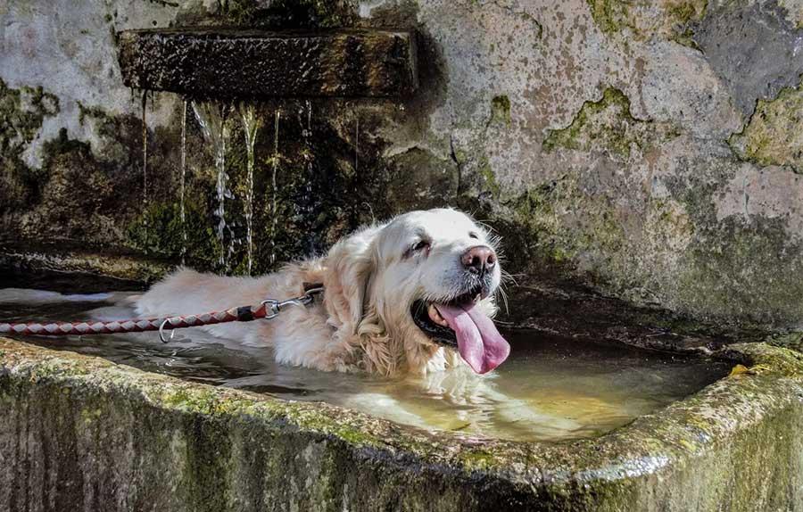 Не давайте собаке долго находиться в холодной воде и ни в коем случае не заставляет питомца плавать, если он не выражает желания