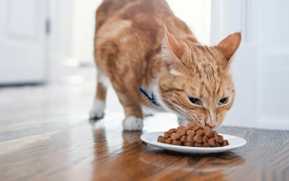 Помимо удобства хранения и кормления, сухой корм хорош тем, что поддерживает здоровье зубов кошки