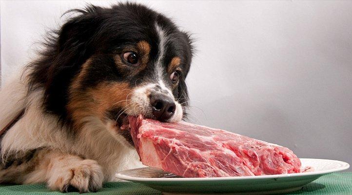 Какое мясо можно использовать для кормления собак