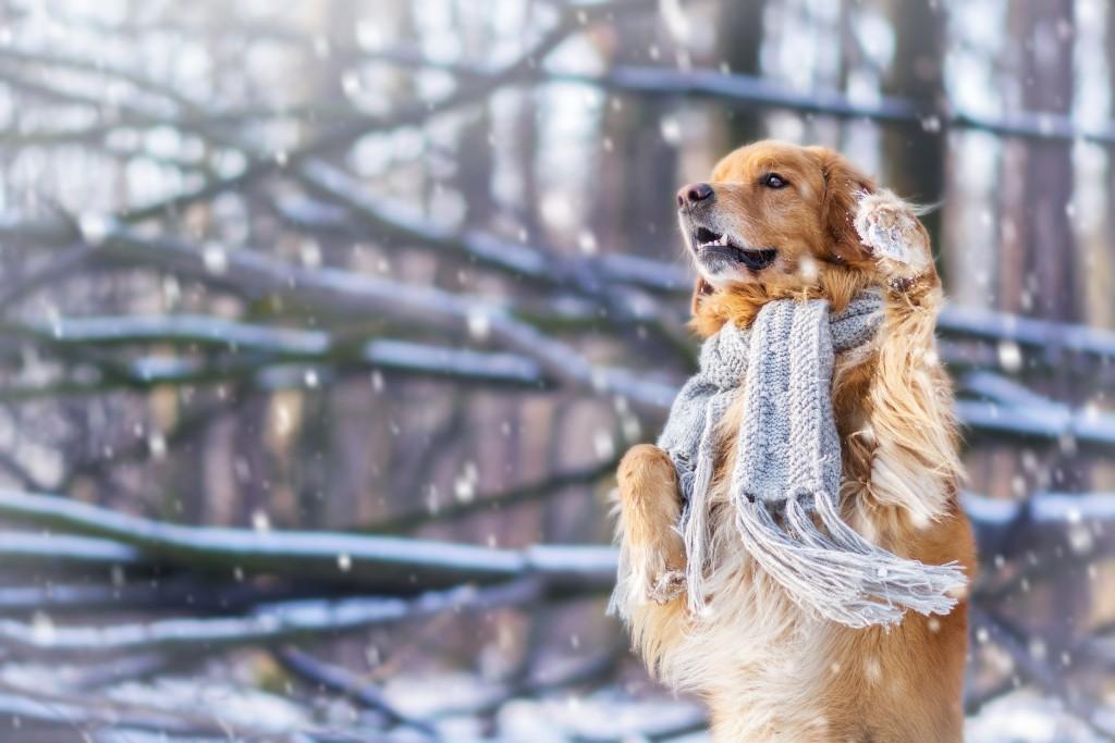 В норме температура тела собаки может колебаться