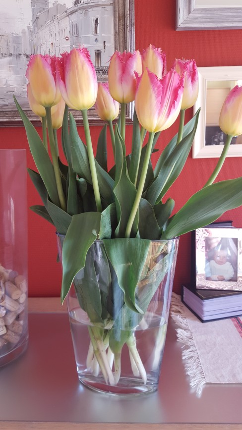 Вот такие тюльпаны мене муж подарил... В магазине издали подумал розы, а когда разглядел не смог не купить. Оворобьелло
