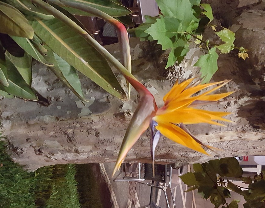 Хохлатый тропический цветочек в профиль Оворобьелло