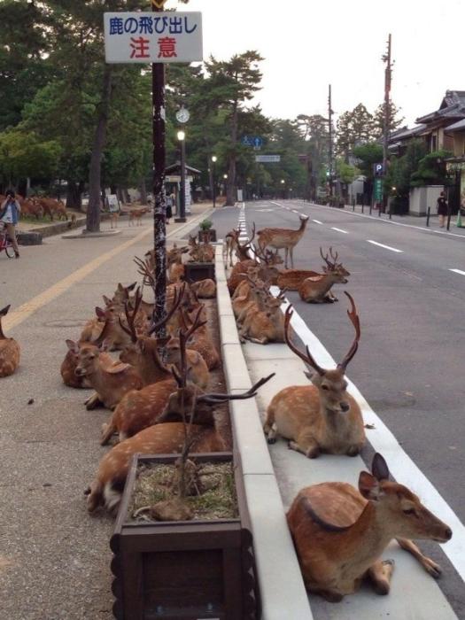 Сотни оленей заполонили японский город