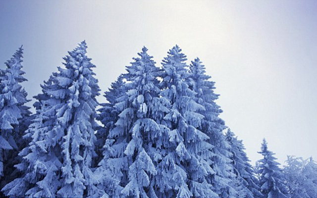 День рождения самой высокой елки Европы отметят в Белоруссии