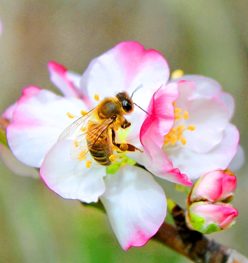 Майская пчела опыляет майский цветок Len_ta