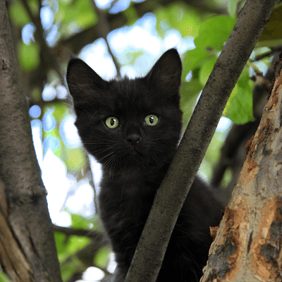 черный котенок АнНик