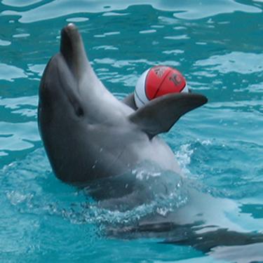Мяч, дельфин, вода голубая // Приятна глазу картина такая! Aiti