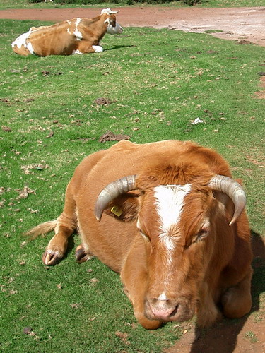 Счастливые коровы Мадейры scromna
