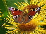 Летняя бабочка **K**