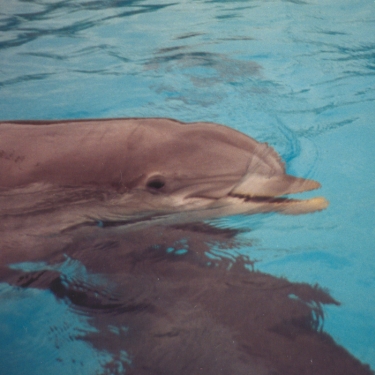 В американском дельфинарии живут вот такие дельфины persianka