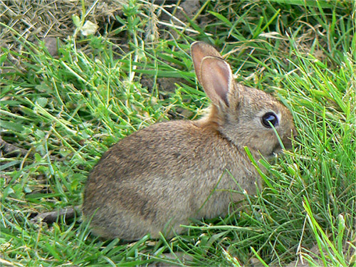 Кролик обыкновенный европейский дикий (не путать с зайцем)
http://www.floranimal.ru/pages/animal/k/324.html

Детеныш, был застигнут в диких условиях на прогулке. Во время фотоохоты ни один кролик не пострадал. Сысь (самэц аднака)