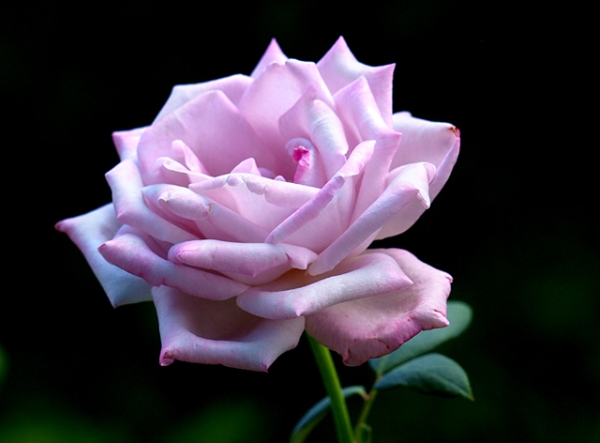 болгарская роза ms.juliya