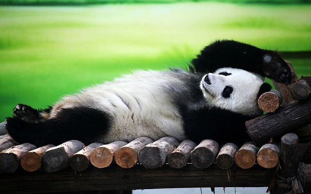 Как отдыхает Панда