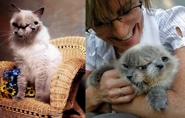 Картинки по запросу Двуликий кот по имени Фрэнк и Луи