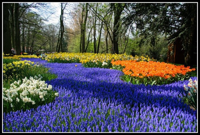 Великолепие Парка цветов Кейкенхоф!