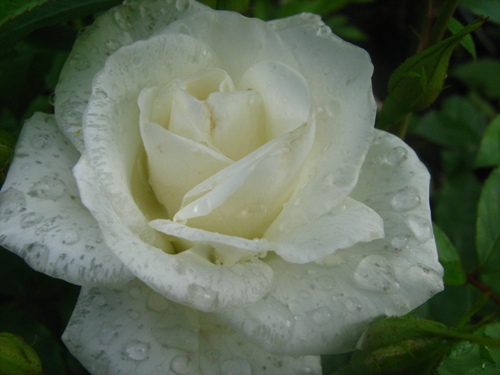 Роза после дождя... Алён@