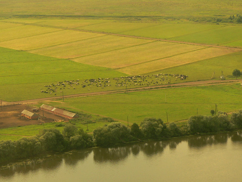 Стадо коров на берегу реки Ока, вид сверху (с самолета Як-18) :) Tomcаt