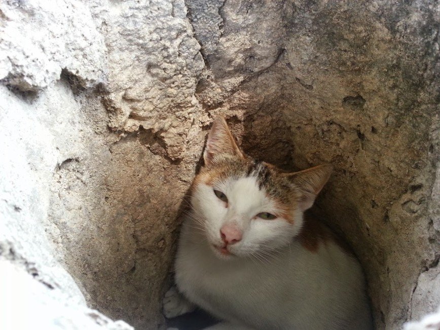 Так турецкий кот спасается от жары Vilfuld