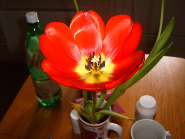 Из всех подаренных тюльпанов он не осыпался, и вот 
Он на столе у нас цветёт!  Муррка