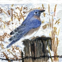 blueeebird
