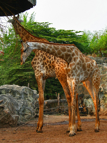 Жирафы. umay