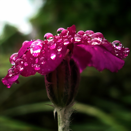 ДождИНКА осыпала нежный цветок,
Окутала влагой седой лепесток. ruzik