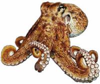 octopus *