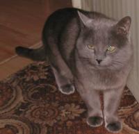 grey cat V.I.P.