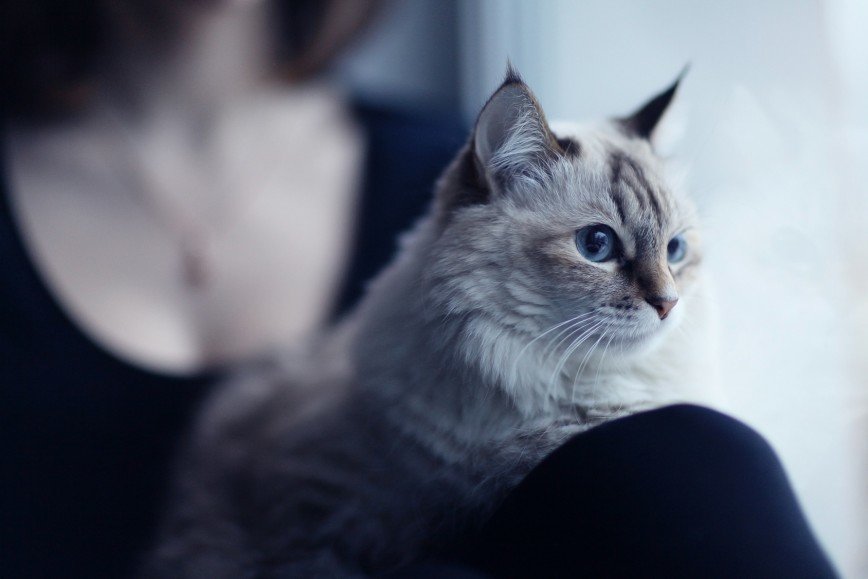 Любители кошек склонны к грусти и одиночеству