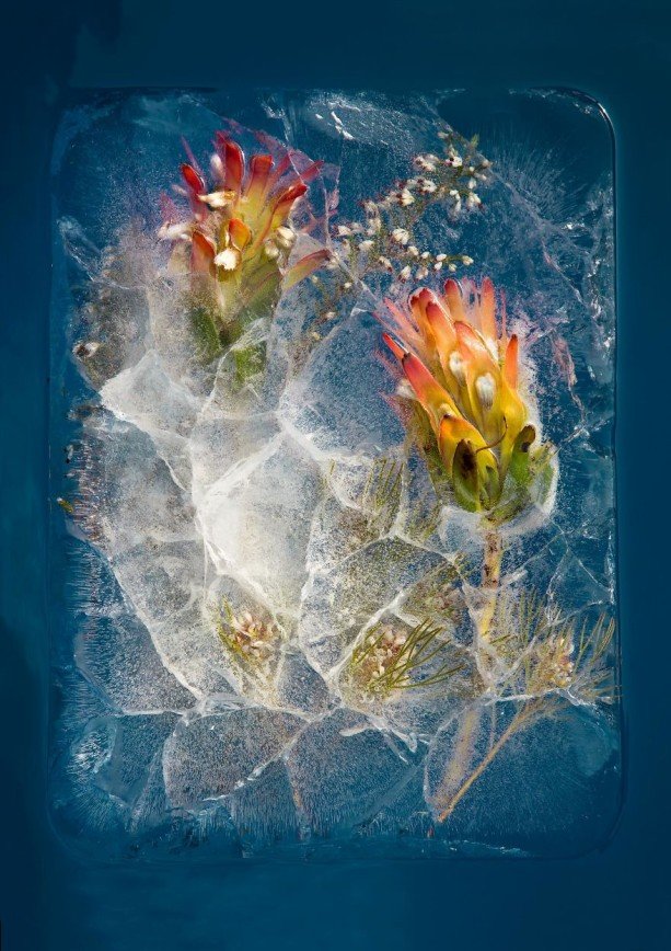 Ледяные цветы