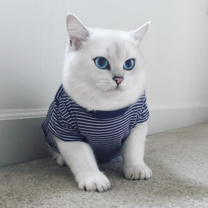 Голубоглазый кот Коби