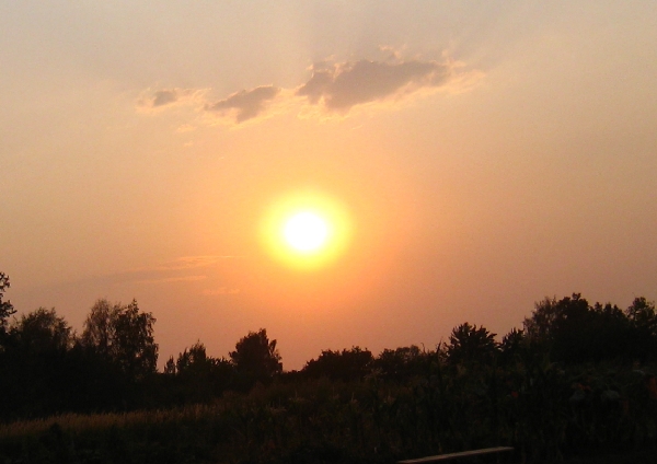 Это безумное  жаркое солнце. Место съемки Рязанская обл, около 9 вечера. Лето 2010 самое большое безумие!!!! Людк,а Людк!