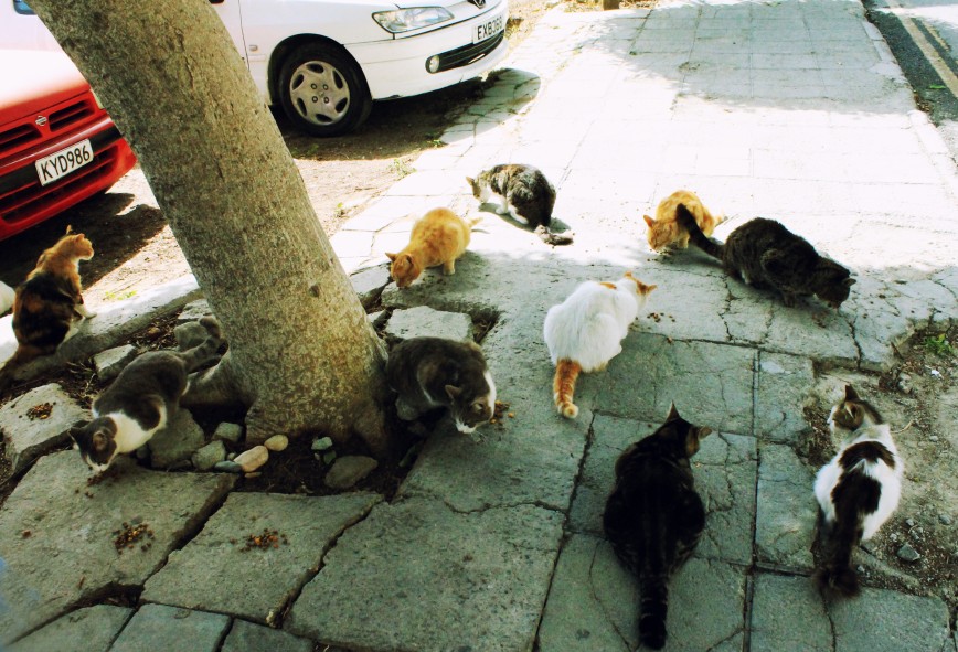 Город Лимассол. О.Кипр (его еще называют островом кошек) Agnusdei