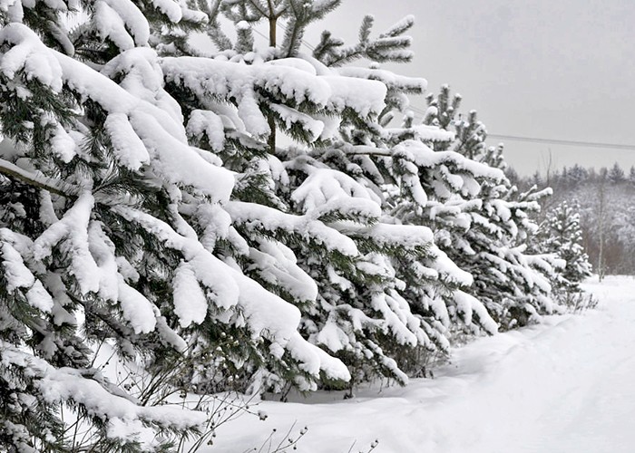 Чародейкою Зимою
Околдован, лес стоит,
И под снежной бахромою,
Неподвижною, немою,
Чудной жизнью он блестит. МลLinKล