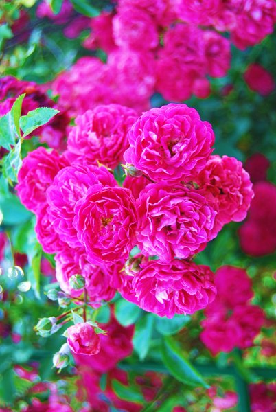 САмые прекрасные цветы - розы ФЫРКА ツ