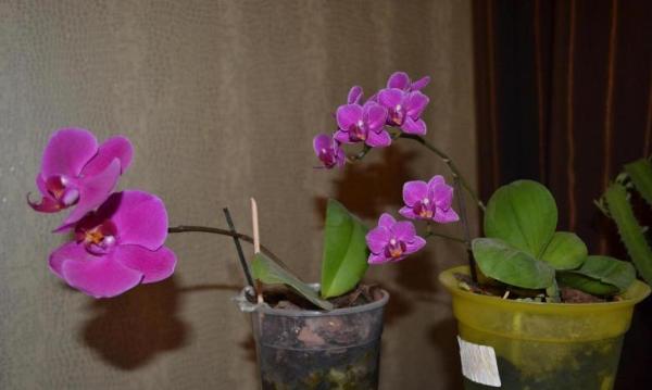 Как всегда в январе у меня зацвели орхидеи Матрёня