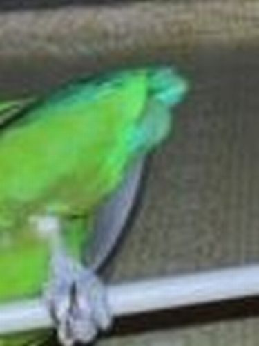 хвост попугая Тошки ухожопчик